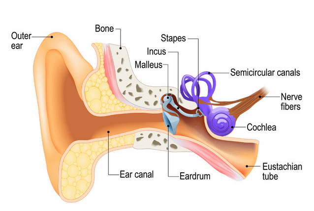 This image has an empty alt attribute; its file name is humanear-638x430-1.png